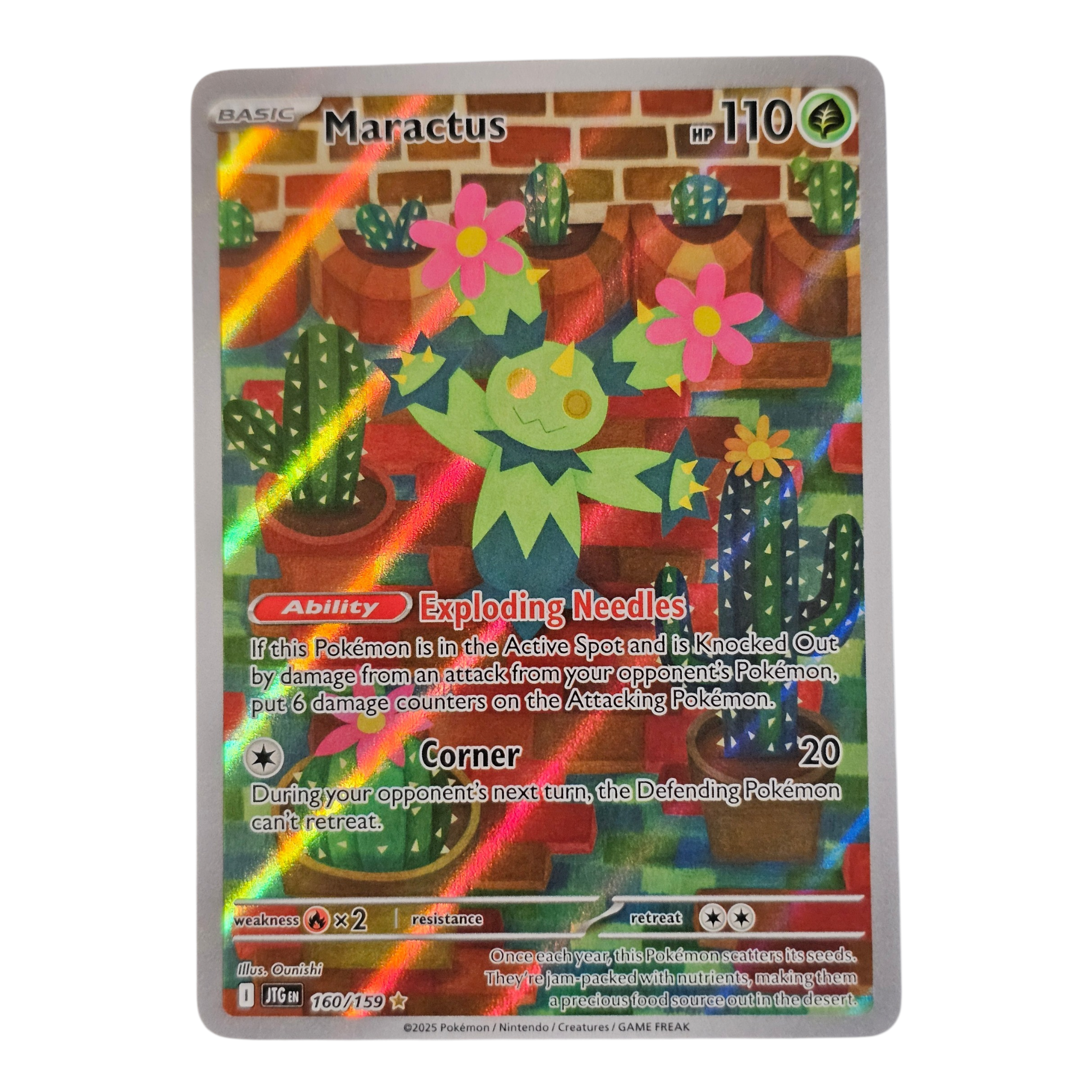 Maractus 160/159